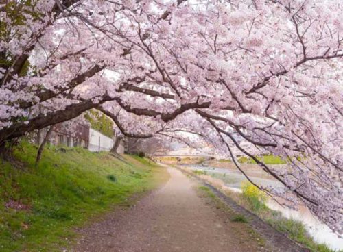 پوستردیواری سه بعدی شکوفه های سفید کد NT-165 3 پوستردیواری سه بعدی شکوفه های سفید کد NT-165