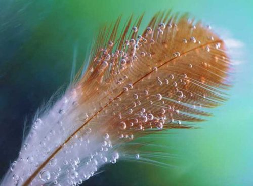 پوستر دیواری سه بعدی پر کد NT-174 3 پوستر دیواری سه بعدی پر کد NT-174