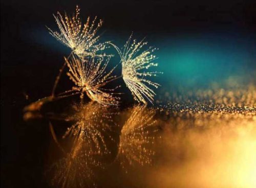 پوستر دیواری سه بعدی قاصدک های خیس کد NT-175 3 پوستر دیواری سه بعدی قاصدک های خیس کد NT-175