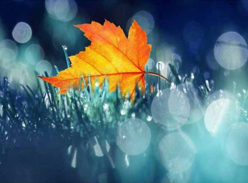 پوستر دیواری سه بعدی برگ پاییزی کد NT-176 3 پوستر دیواری سه بعدی برگ پاییزی کد NT-176