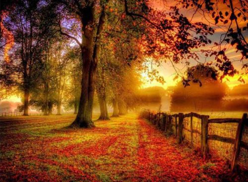 پوستز دیواری سه بعدی دشت پاییزی کد NT-177 3 پوستز دیواری سه بعدی دشت پاییزی کد NT-177