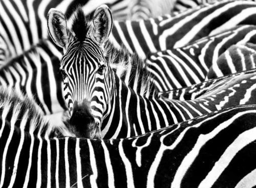 پوستر دیواری سه بعدی گورخر کد: AN052 3 پوستر دیواری سه بعدی گورخر کد: AN052