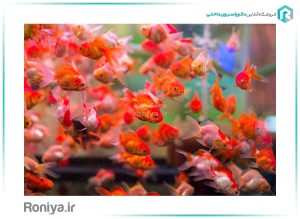 آسمان مجازی ماهی قرمز کد 538