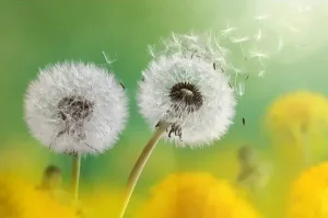 پوستر دیواری طرح قاصدک